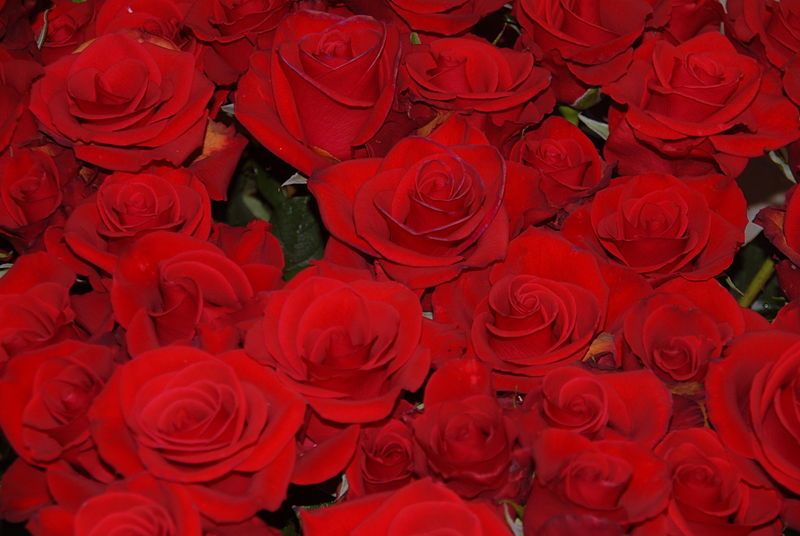 File:Red roses.jpg