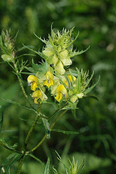 File:Rhinanthus glacialis01.jpg