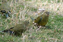 Three greenish parrots sitting on grass