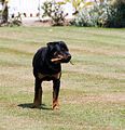 Rottweiler with a stick