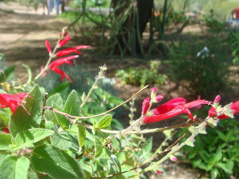 File:Salvia-elegans-20080330.JPG