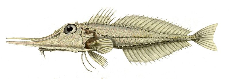 File:Satyrichthys rieffeli.jpg