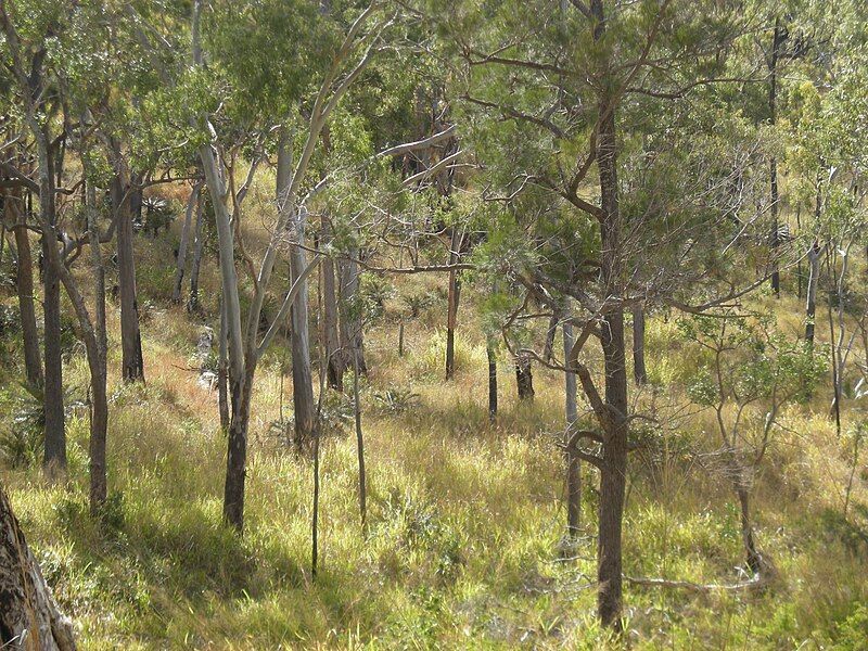 File:Savanna mount archer.jpg