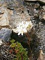 Saxifraga trifurcata