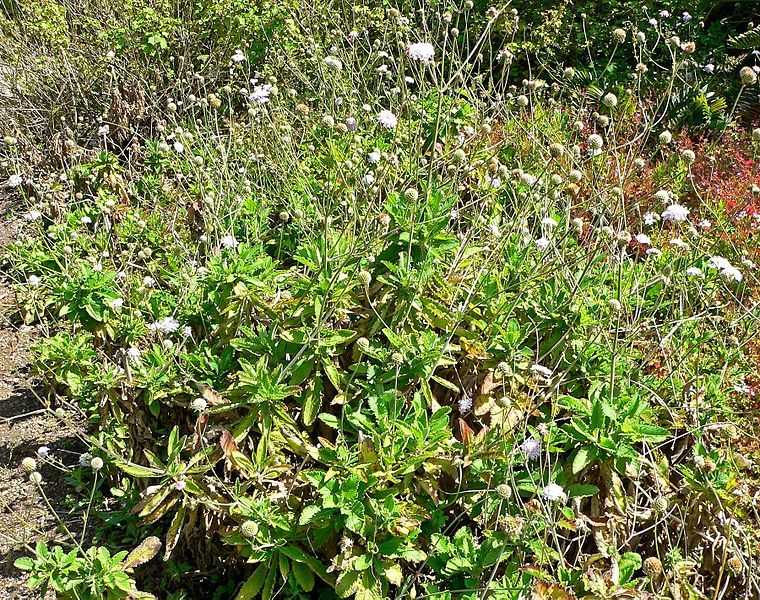 File:Scabiosa africana 1.jpg