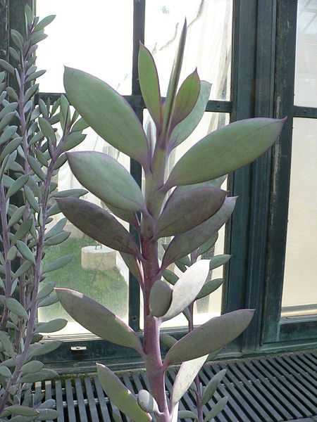 File:Senecio crassissimus2.jpg