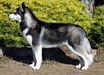 A dark grey and white wolf like dog faces left in profile.