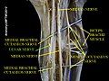 Ulnar nerve