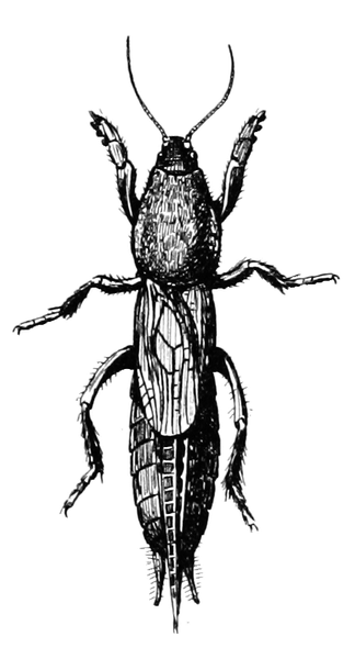 File:Snodgrass Neocurtilla hexadactyla.png