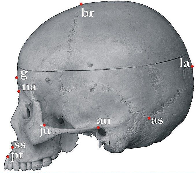 File:Some cranID landmarks.jpg