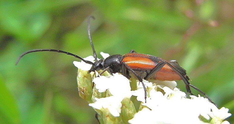 File:Stenurella bifasciata side.JPG