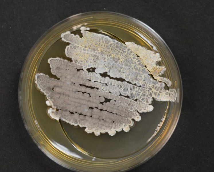 File:Streptomyces leeuwenhoekii B-24963Reverse.jpg