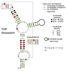 File:THF-riboswitch.svg