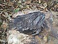 Australian Owlet