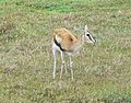 Thompson's gazelle