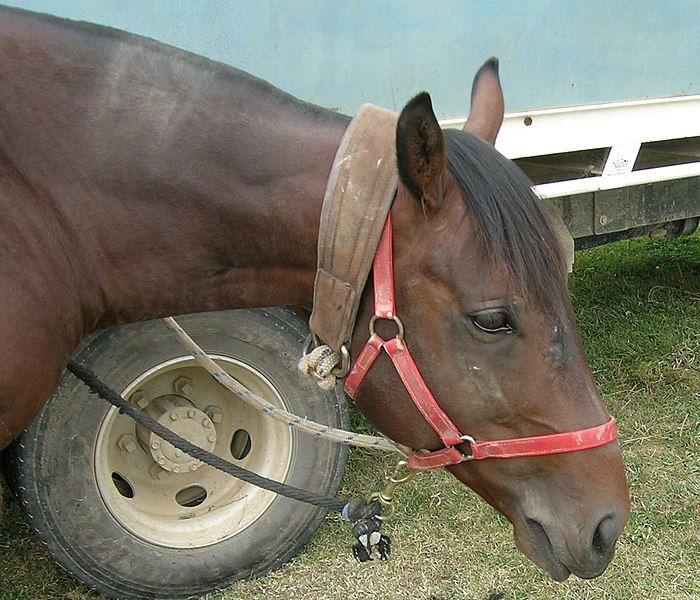 File:Tie up collar.JPG