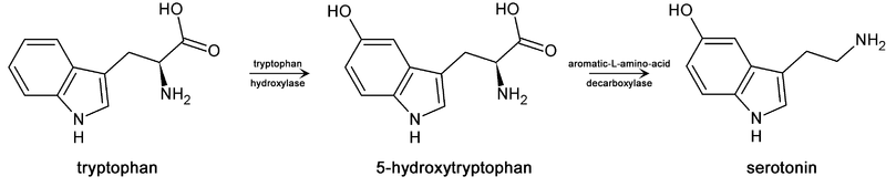 File:Trp-5ht-pathway.png