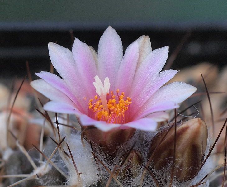 File:Turbinicarpus laui (7056324977).jpg