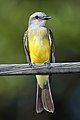 Tropical kingbird