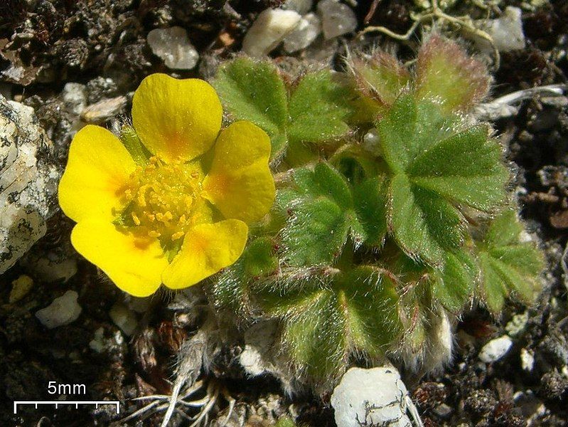 File:Villous Cinquefoil (3818560466).jpg