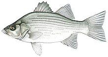 Grayscale drawing of white bass depicting its silvery coloration in life with a darker dorsal head portion and body stripes