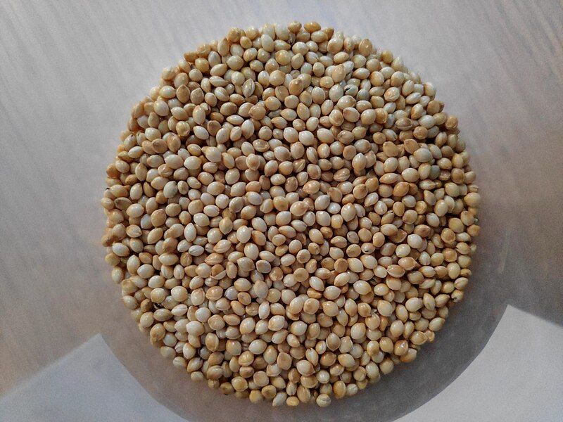 File:White Proso Millet.jpg