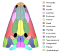 Skull roof of Xenotosuchus africanus