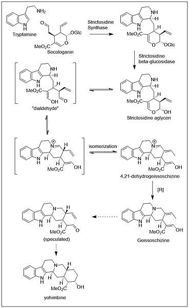 File:Yohimbine BIosynthesis.jpg