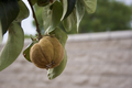 A Quince Fruit