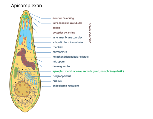 File:2023 Apicomplexan.svg