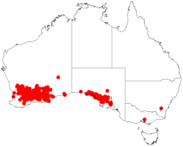 File:Acacia merralliiDistMap593.png