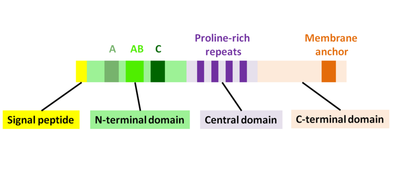 File:ActA.png