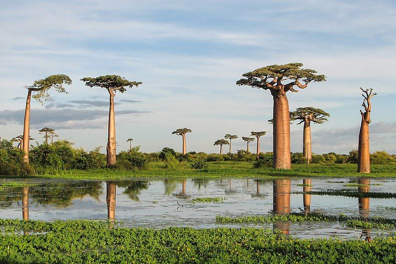 File:Adansonia grandidieri03.jpg