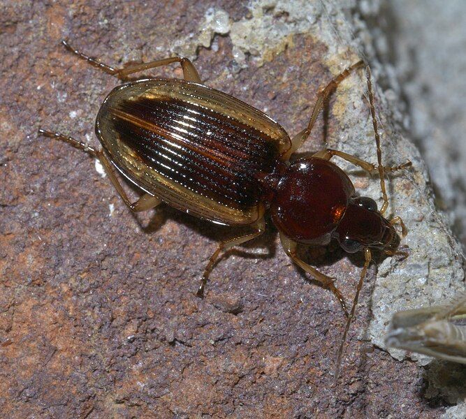 File:Agonum pallipes P1560086a.jpg