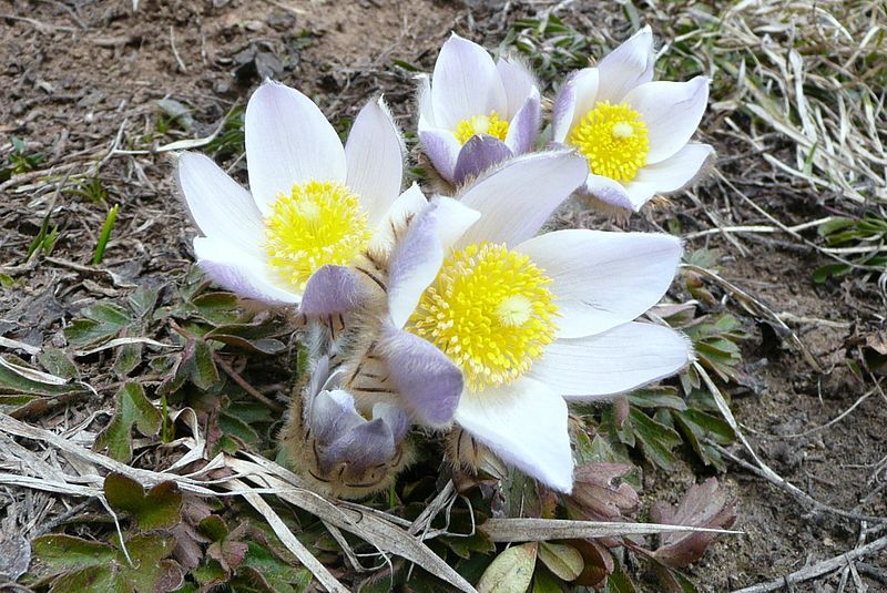 File:Anemone de Printemps.JPG