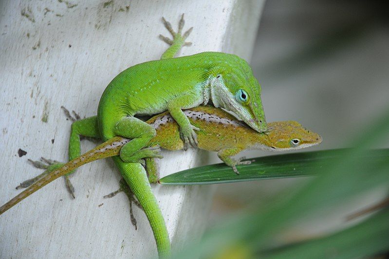 File:Anolis carolinensis mating.JPG