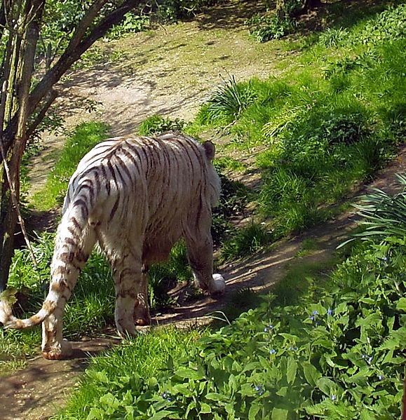 File:April2004SiberianTiger.jpg