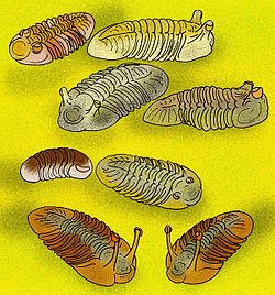 Reconstructions of various Russian species of the Ordovician trilobite Asaphus, including the species A. broggeri, A. punctuatus, A. intermedius, A. cornutus, A. lamanskii, A. kowalewskii, and Nileus armadillo.