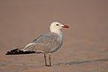 Audouin's gull