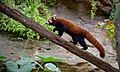 Red panda