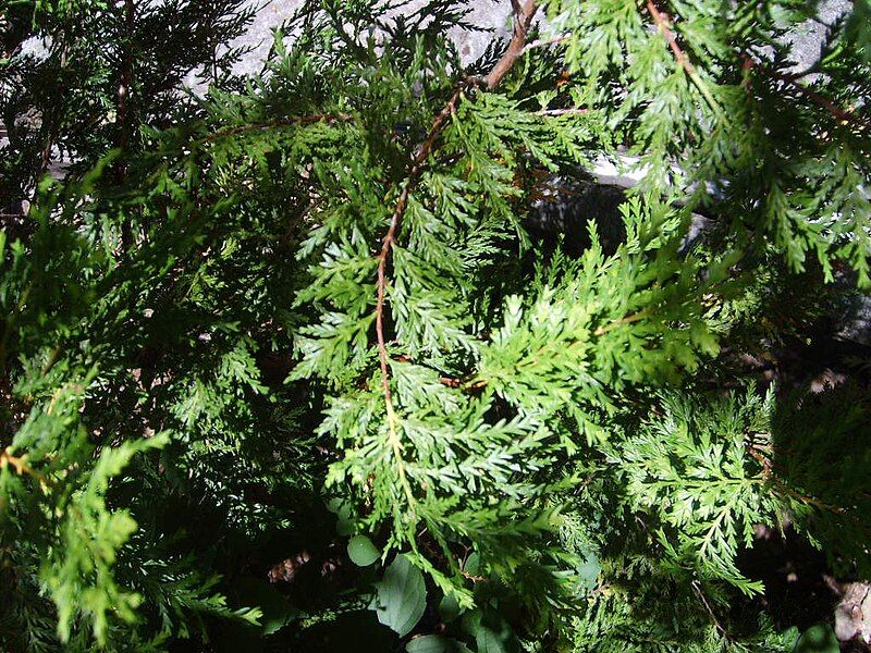 File:Austrocedrus chilensis 1.jpg