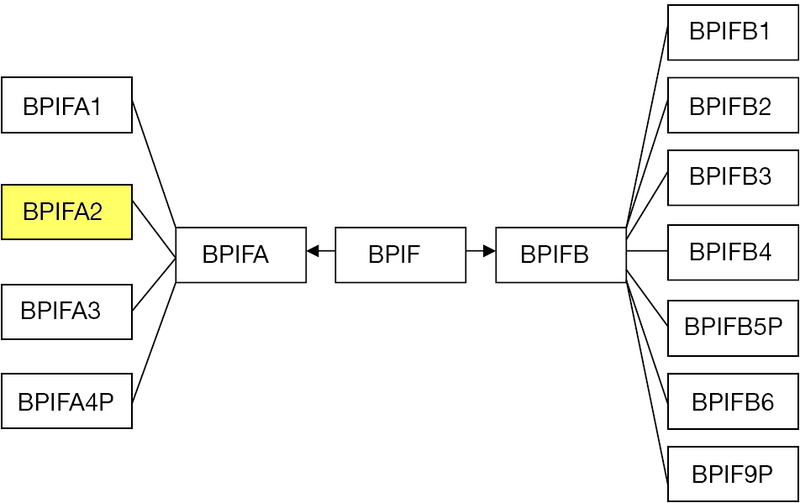 File:BPIFfamily-BPIF-A2.png