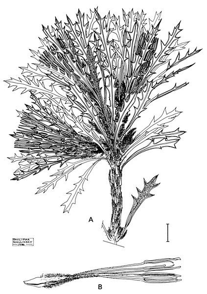 File:Banksia cynaroides.jpg