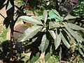 mahura Tree in Thrissur, Kerala, India