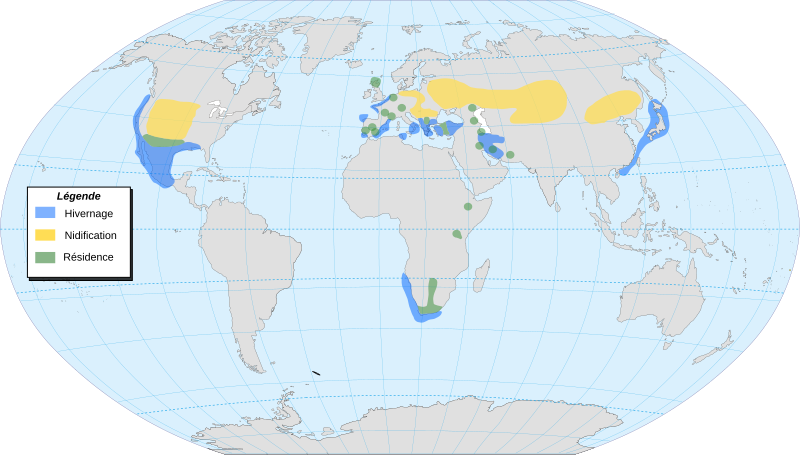 File:Black-necked Grebe-map-localisation-fr.svg