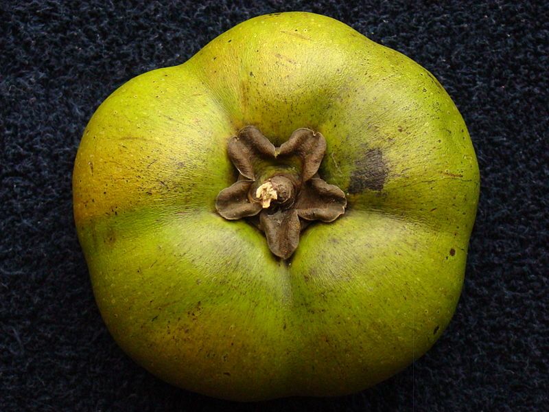 File:BlackSapote Cupidon1 Asit.jpg