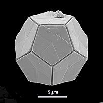 Many protists, like this coccolithophore, have protective mineralised shells.