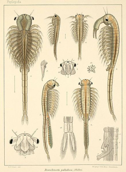 File:Branchinecta paludosa (plate).jpg