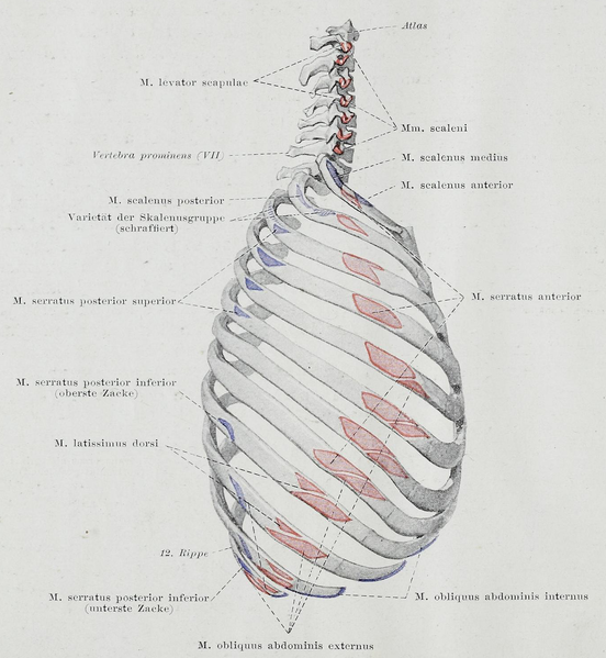 File:Braus 1921 116.png