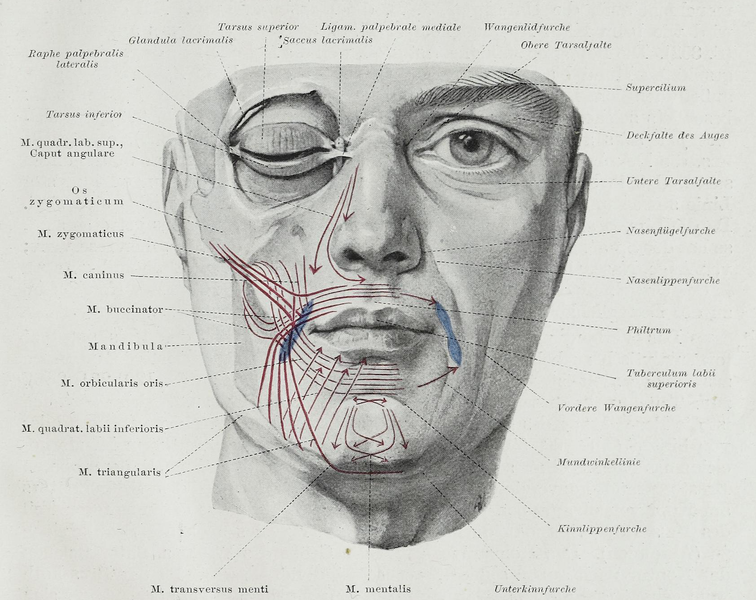 File:Braus 1921 393.png